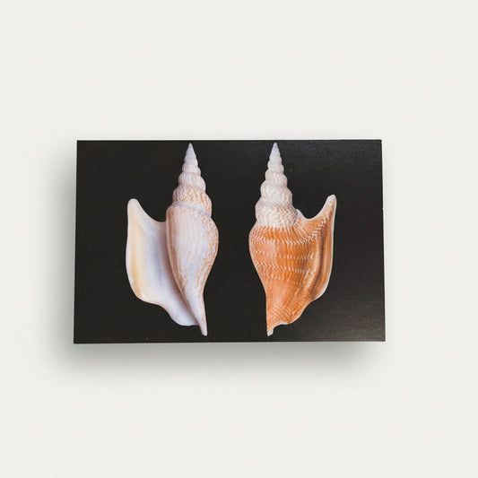 Womenmart Listers Conch Postcard