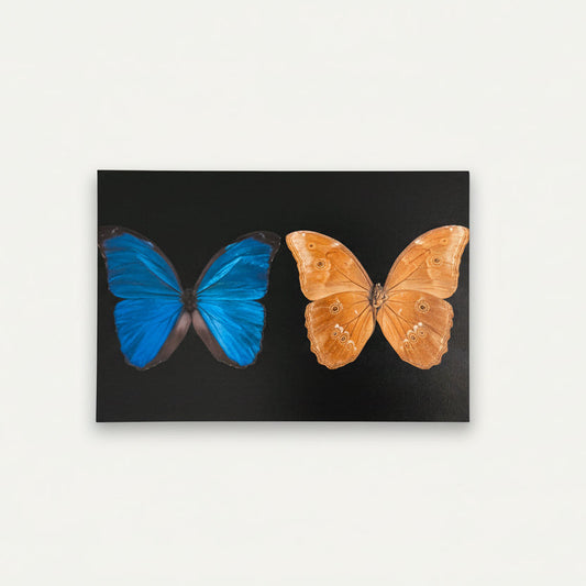 Womenmart Morpho Butterfly Postcard