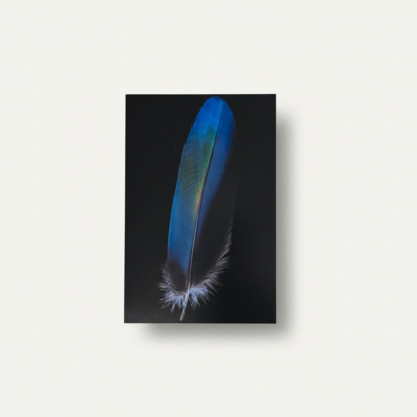 Womenmart Indian Roller Feather Postcard