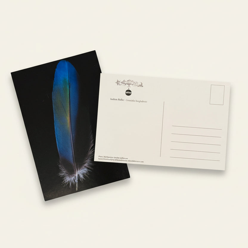 Womenmart Indian Roller Feather Postcard view 2
